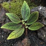 Sonerila sp. Tepuai