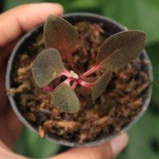 Sonerila sp. Uning