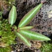 Sonerila sp. White Line