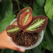 Sonerila sp. White Spread