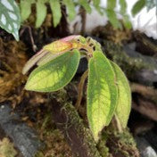 Sonerila sp. White Tepuai
