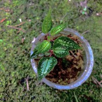 Sonerila sp Aceh