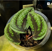 Sonerila sp Lime Green