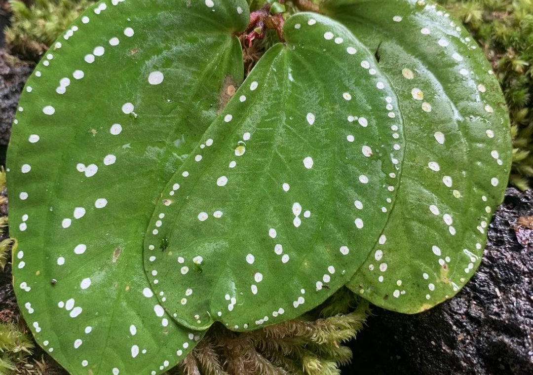 Sonerila sp. White Dot