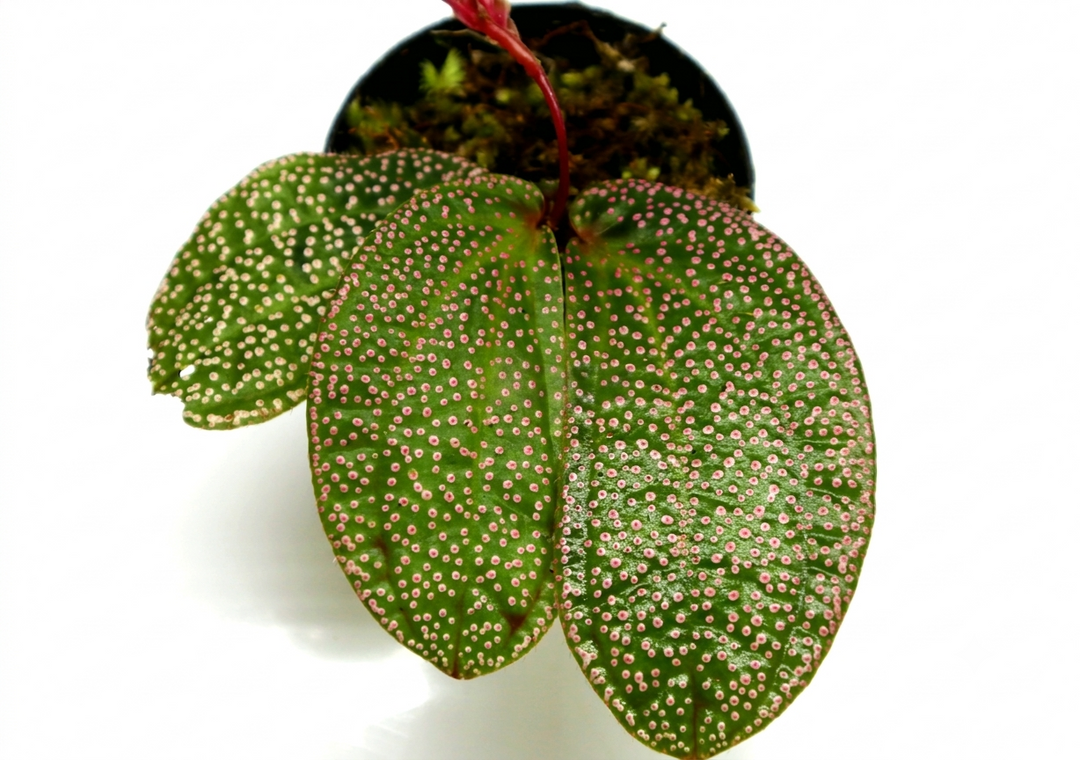 Sonerila sp Pink Anyelir