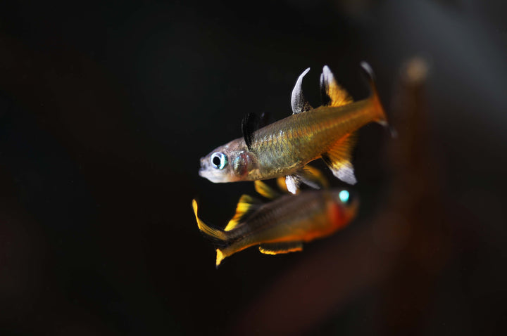 Southern Blue Eye Rainbow