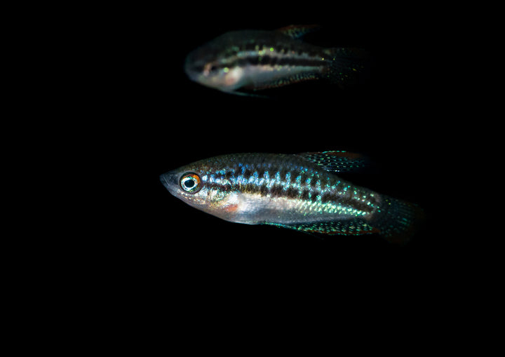 Sparkling Gourami