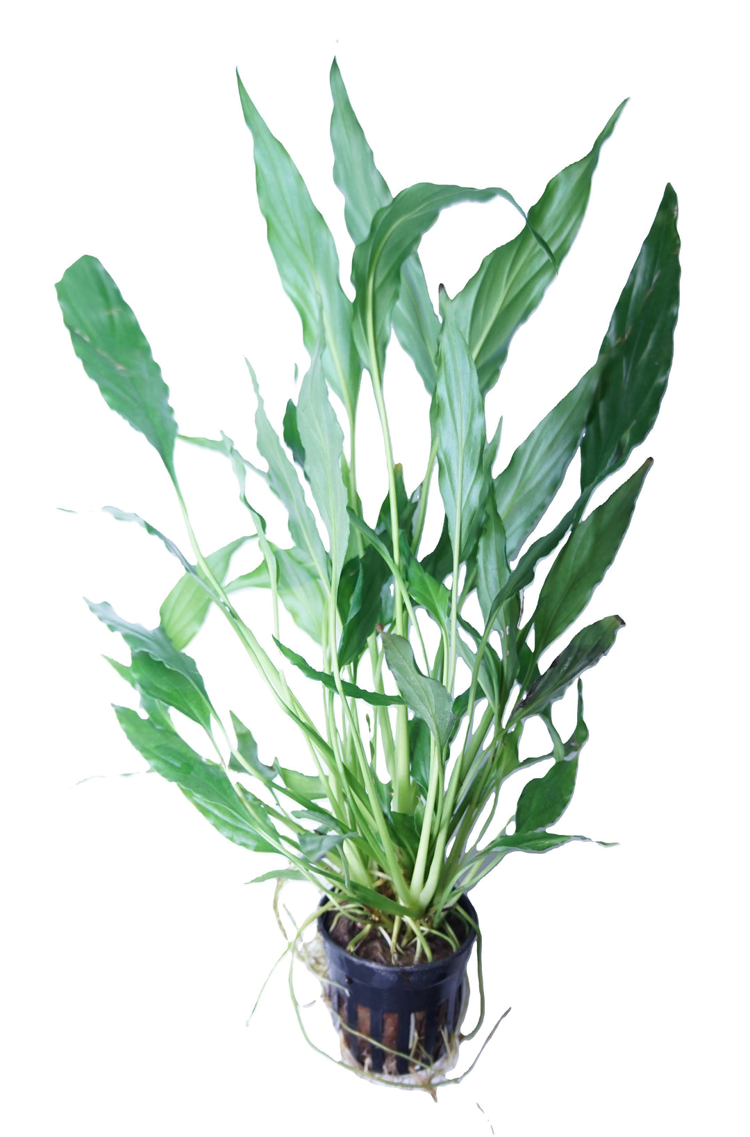 Spathiphyllum wallisii