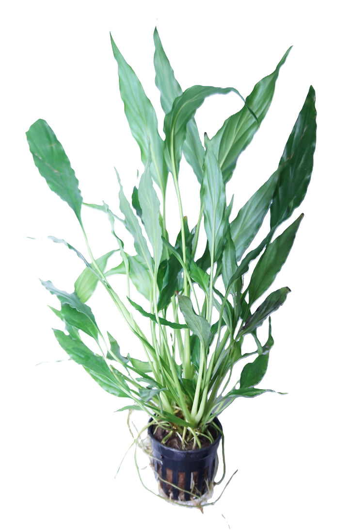 Spathiphyllum wallisii