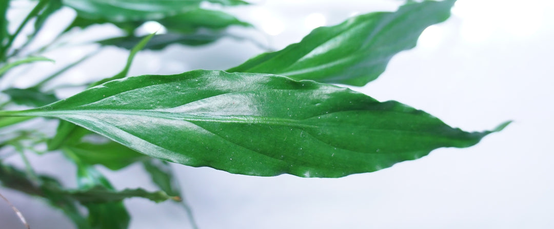 Spathiphyllum wallisii