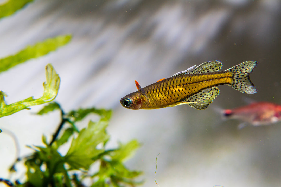 Spotted Blue Eye Rainbow