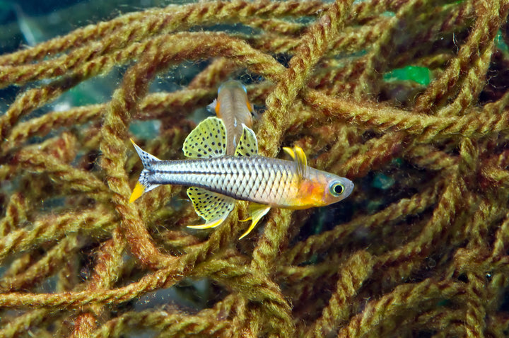 Spotted Blue Eye Rainbow