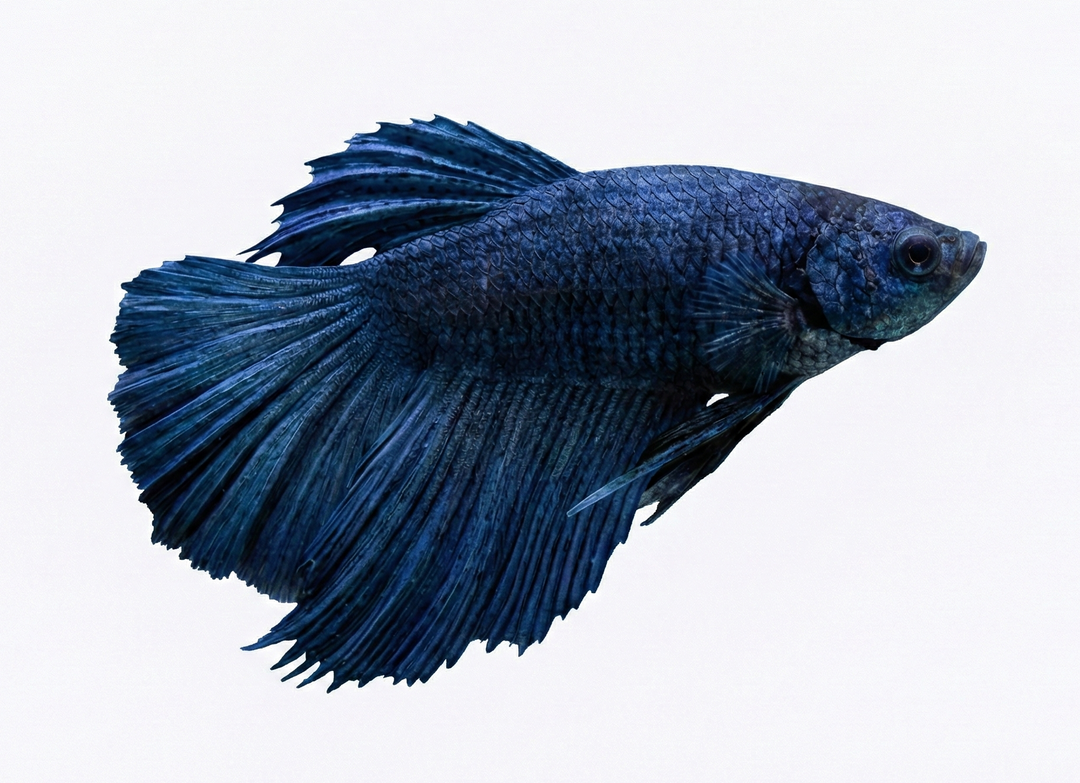 Steel Blue Halfmoon Male Betta