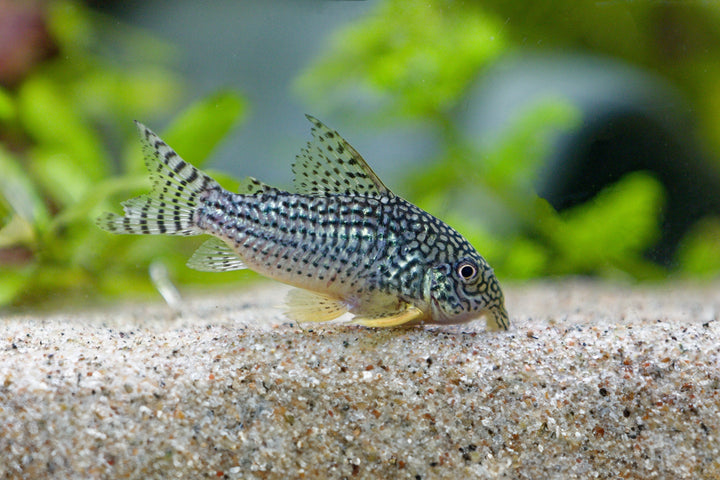 Sterbai's Cory