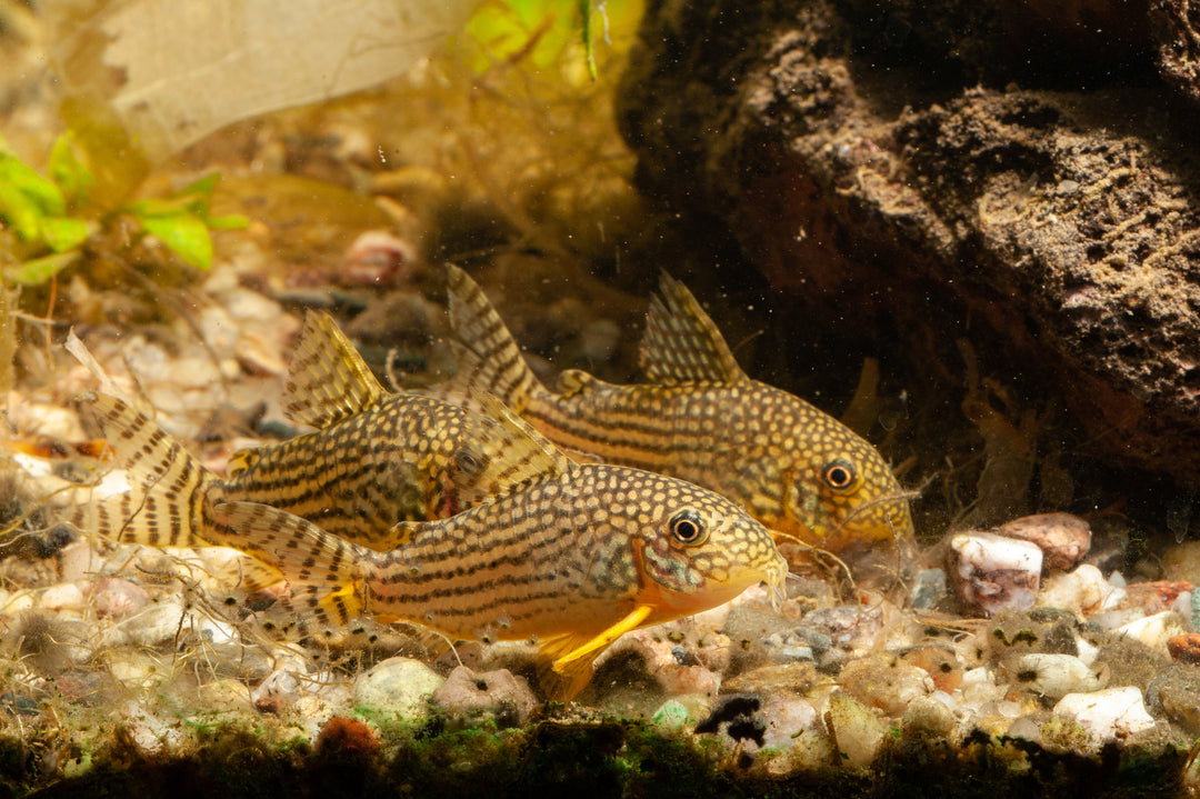 Sterbai's Cory