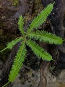 Sticherus sp. Borneo