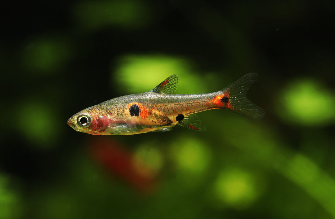 Strawberry Rasbora