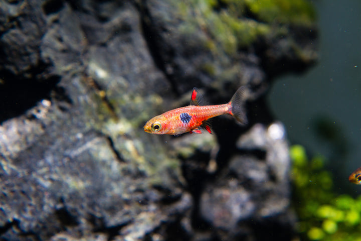 Strawberry Rasbora