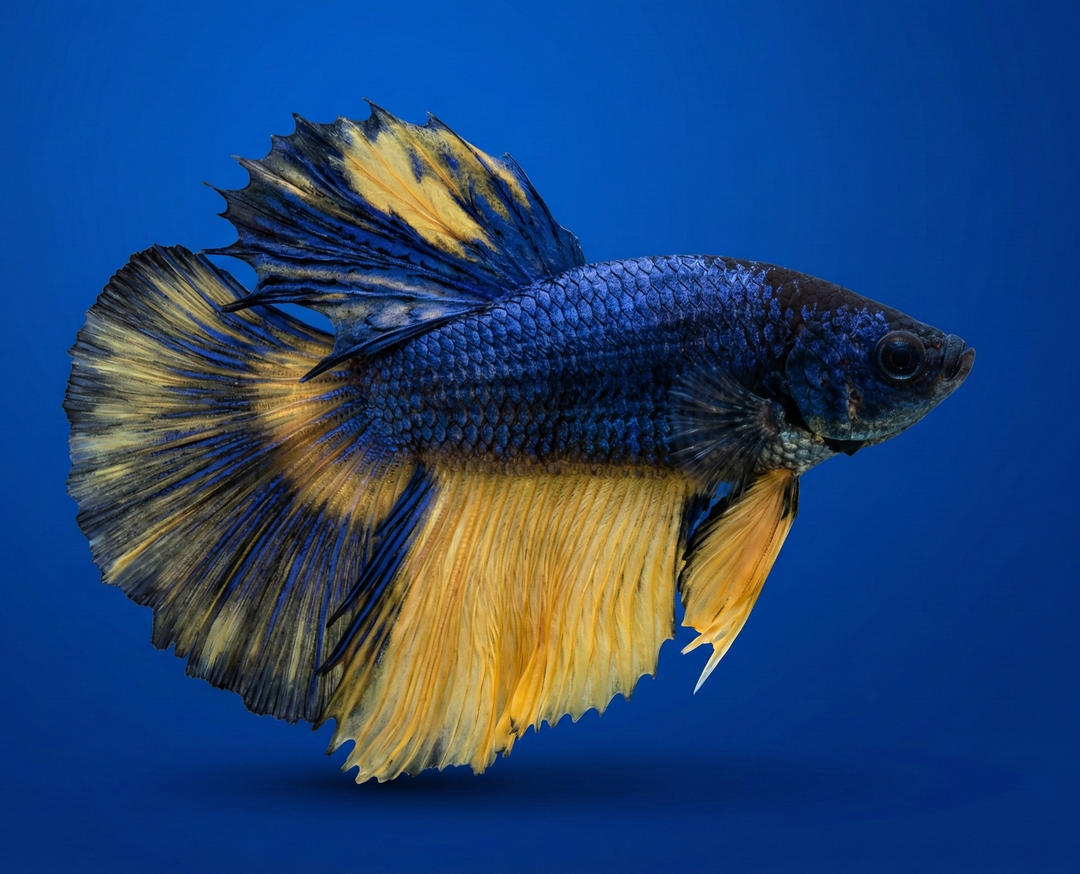 Super Blue Mustard Gas Halfmoon Male Betta