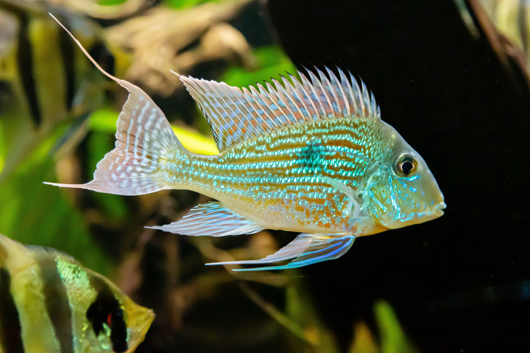 Sveni Geophagus