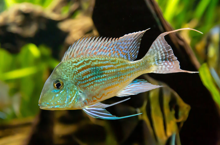 Sveni Geophagus