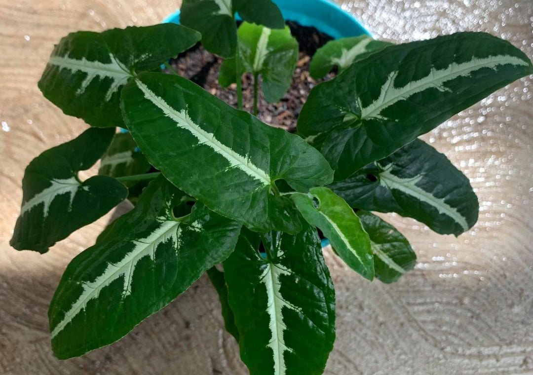 Syngonium Wendlandii