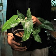 Syngonium Batik