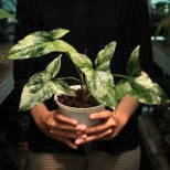 Syngonium Mojito