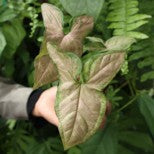 Syngonium Pink