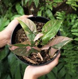 Syngonium Pink Splash