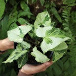 Syngonium Three King