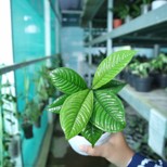 Syzygium Jiewhoei