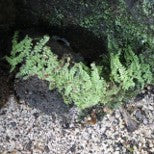 Teratophyllum Rotundufoliatum