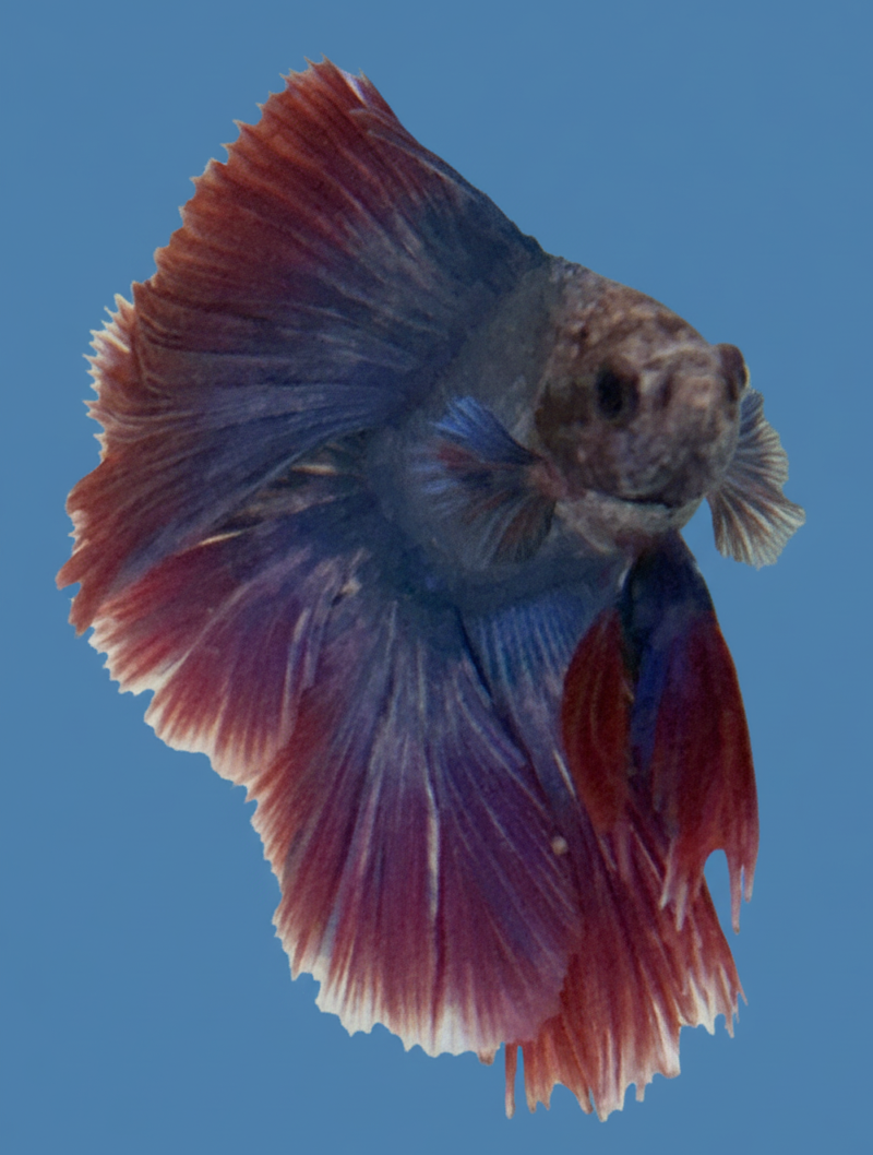 Thai Flag Fullmoon Male Betta