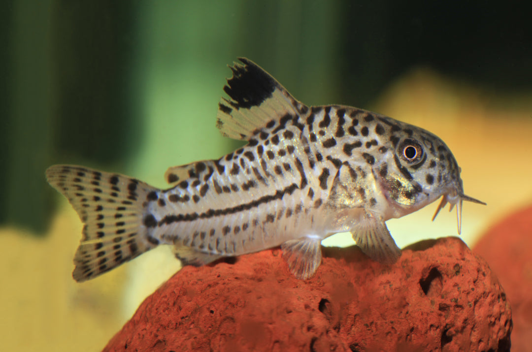 Three Lined Cory