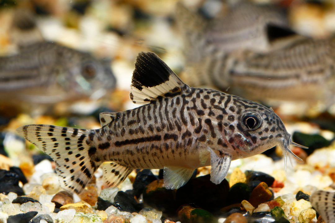 Three Lined Cory