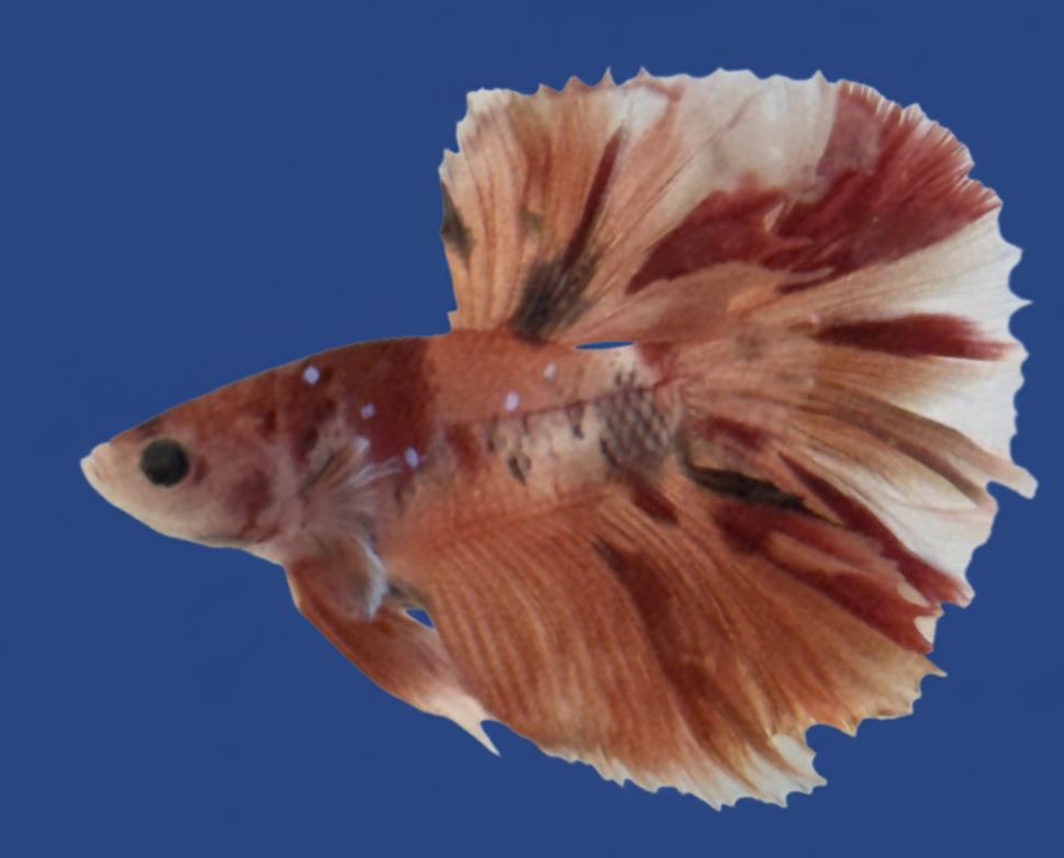 Tiger Nemo Halfmoon Male Betta