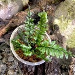 Trichomanes Javanicum