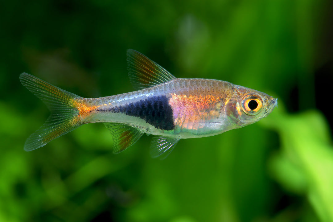 Harlequin Rasbora