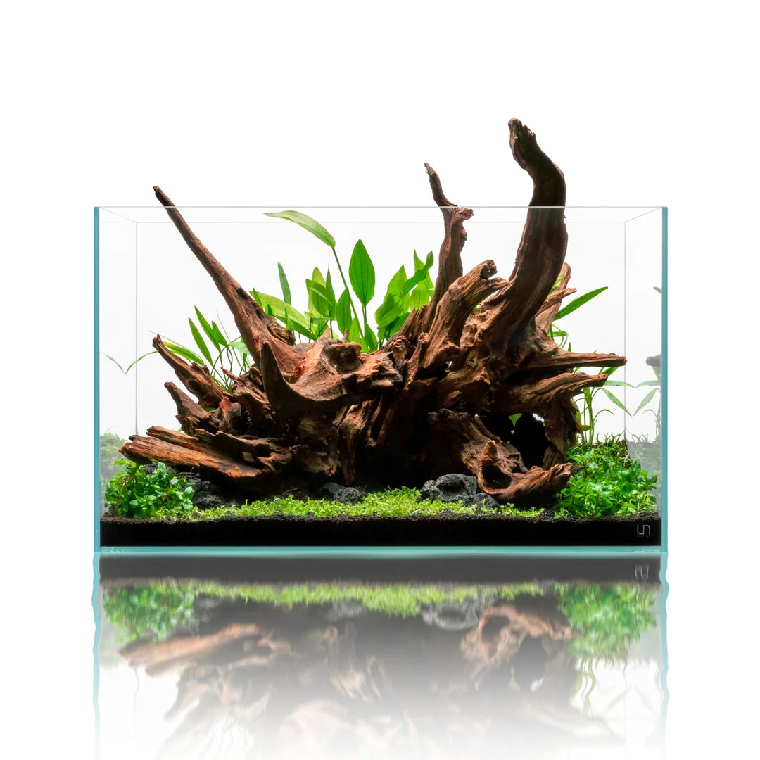 UNS Malaysian Driftwood