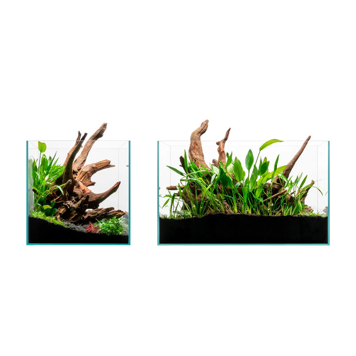 UNS Malaysian Driftwood
