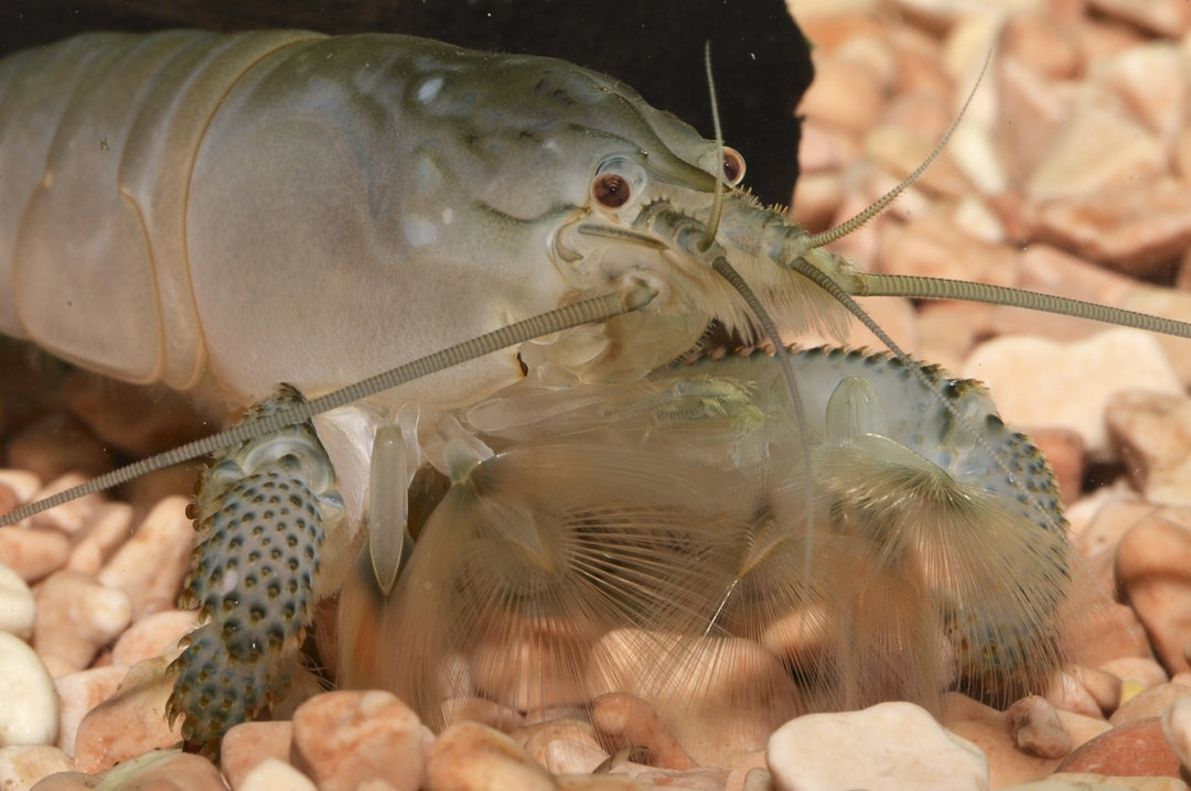 Vampire Shrimp