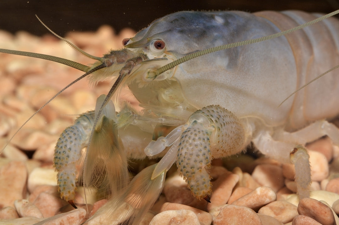 Vampire Shrimp