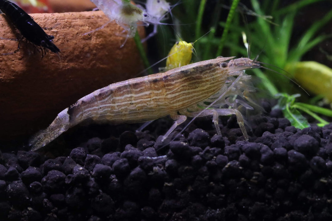 Vampire Shrimp