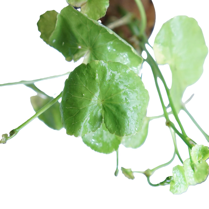 Variegated Brazilian Pennywort