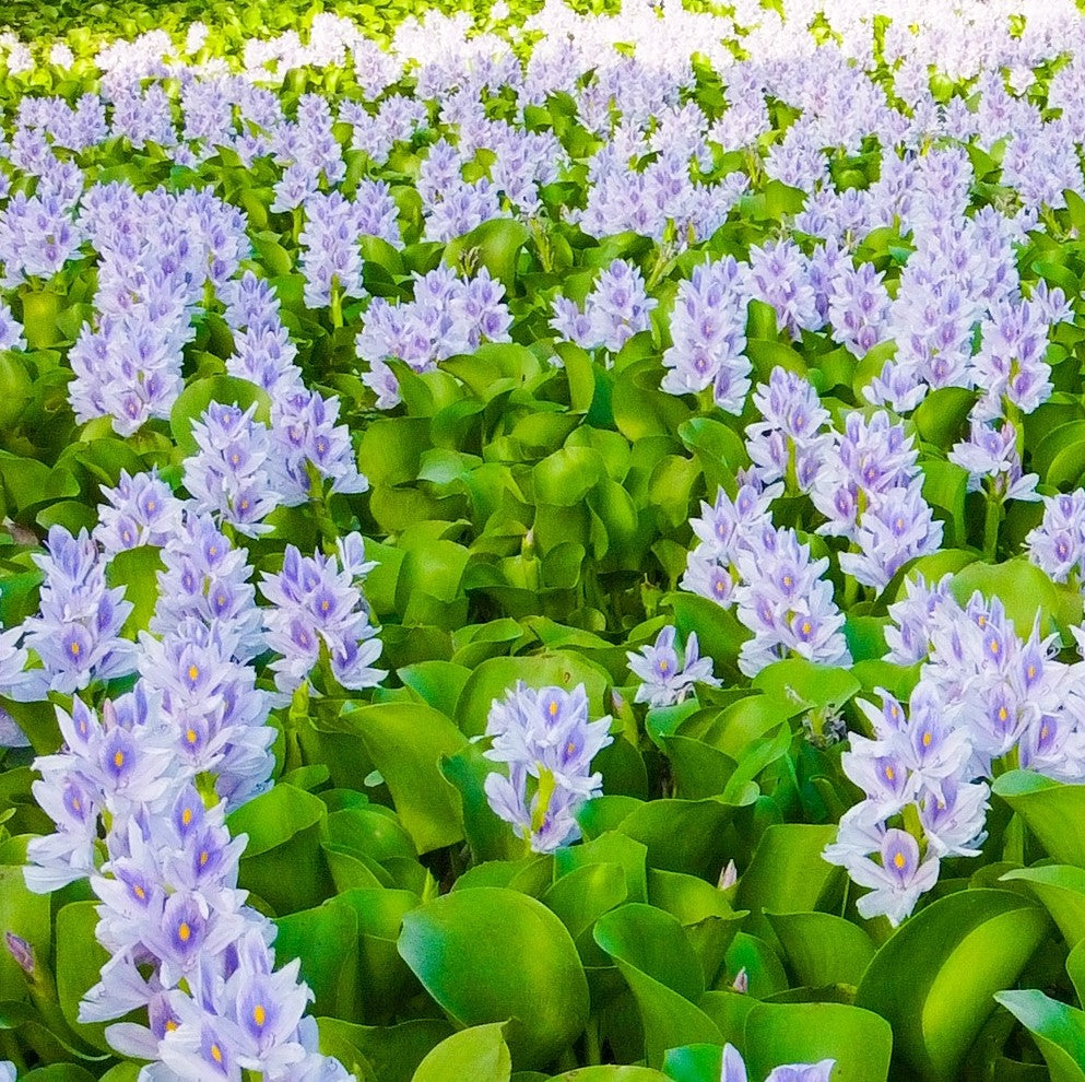 Water Hyacinth