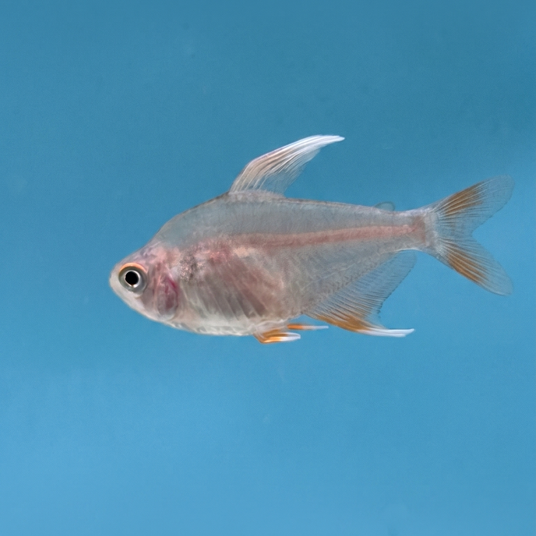 White Fin Ornatus