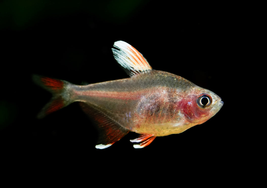 White Fin Tetra
