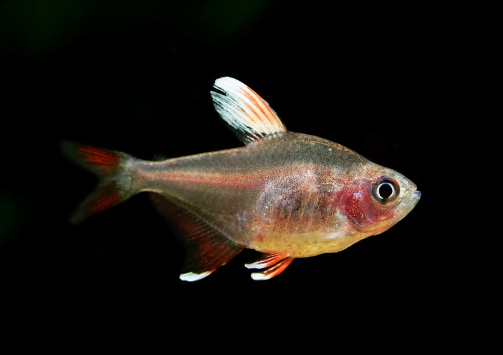 White Fin Tetra