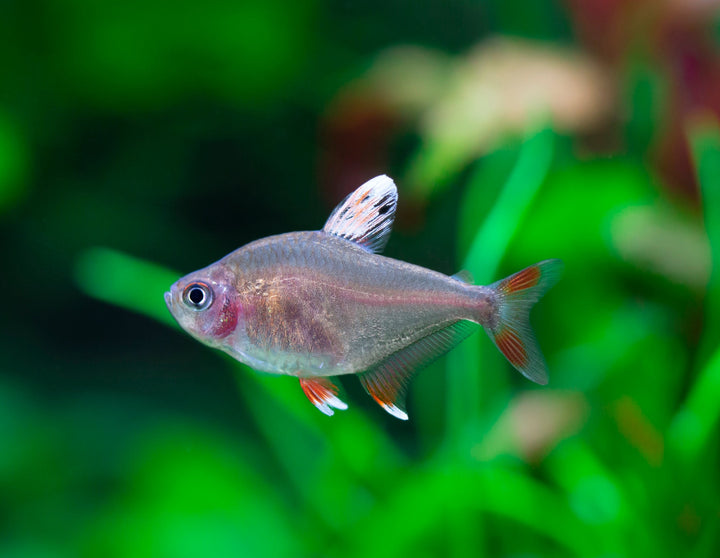 White Fin Tetra